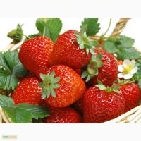 Клубника оптом