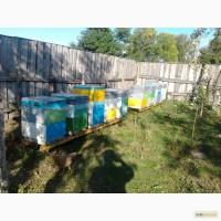 Продам ульи, Житомирская обл