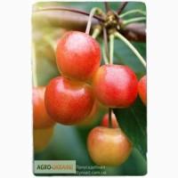 Саженцы Черешня Приусадебная