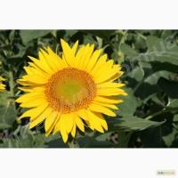 Насіння соняшника Карлос 105 (105 дн)