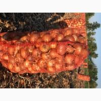 Продам лук Штутгартен Ризен на перо