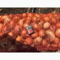 Продам лук Штутгартен Ризен на перо