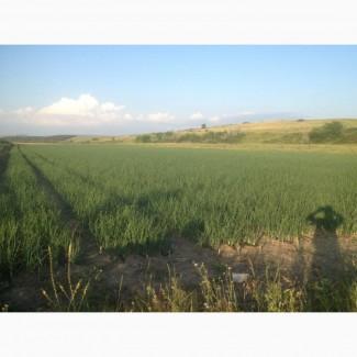 Продаётся ялтинский лук