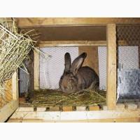 Продам кролів