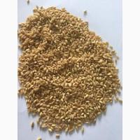 Продам кутю от производителя