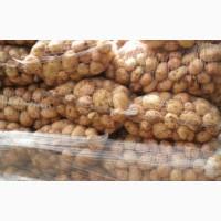 Продам картофель оптом от 500 кг
