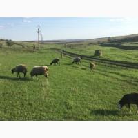Продам овец, баранов романовской породы