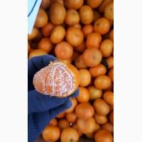 Продам мандарины высшего качества