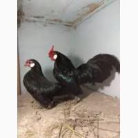 Бентам белоухий