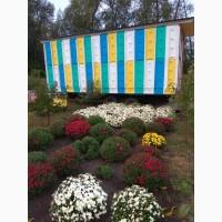 Продам мобильные пчолопавильйоны, на стойках или на тележке