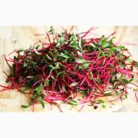 Продам Микрогрин, Микрозелень, Мicrogreen