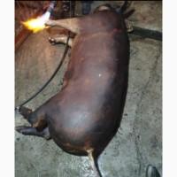 Продам свиней живым весом