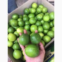 Fresh Lemon / Limes for sale / Ginger and Fresh Gallic