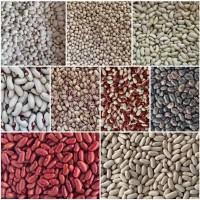 Продам квасолю різних сортів