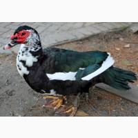 Яйцо инкубационное индоутки (МУСКУСНАЯ)