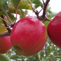 Продам оптом двухлетние саженцы яблони. Сорт Пинк Леди (Rosy Glow)