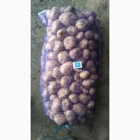 Картофель оптом 1 сорт