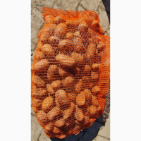 Продам картофель Аризона