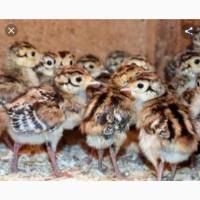 Продам птенцов фазана