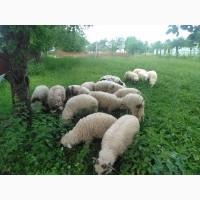 Ягнята, вівці, барани