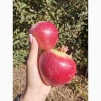 Продам яблока разных сортов