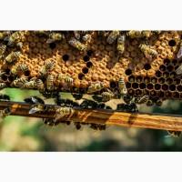 Куплю 120 пчелопакетов