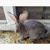 Кролики Бельгійський велетень Полтавське срібло Каліфорнія