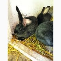 Кролики Бельгійський велетень Полтавське срібло Каліфорнія