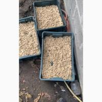 Куплю насіння гарбуза, горіхи! Великий та малий опт