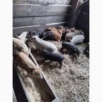 Продам поросят (венгерська пухова мангалиця + кармали)
