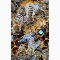 Пчеломатки Carnica