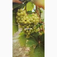 Живці ( Черенки, Лоза) винограду для щеплення, посадки, пророщення