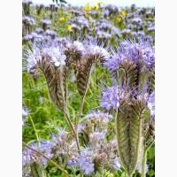 Продам насіння Фацелії/ Медонос/ Сидерат