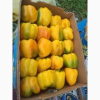 Перець Геркулес кубовидний