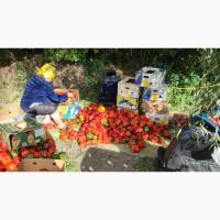 Перець Геркулес кубовидний