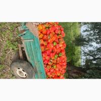 Перець Геркулес кубовидний