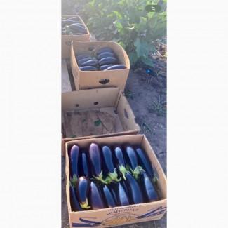 Продам баклажан сорт Казимір