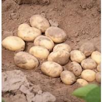 Продам посівну картоплю оптом, сорт Прада