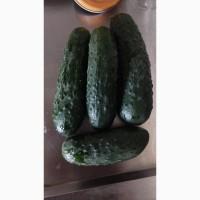 Продам огірок