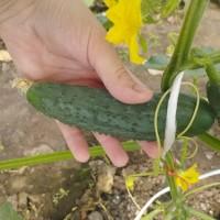 Продам огірок