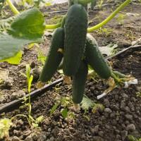 Продам огірок