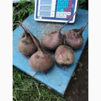 Буряк сорт «Кастрел»