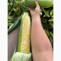 Продам солодку кукурудзу ракель