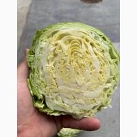Молода капуста