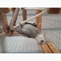 Безщокі корелли