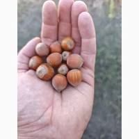 Cumpăr alune покупаю фундук плоды