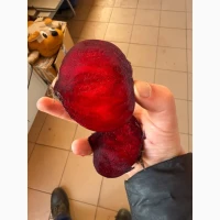 Продам буряк Водан за 1грн