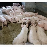 Продаж поросят гуртом та в розницю