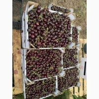 Продам черешню сладкую