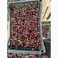 Продам черешню сладкую